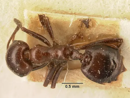 Crematogaster ranavalonae - CASENT0101165