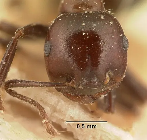 Crematogaster ranavalonae - CASENT0101165