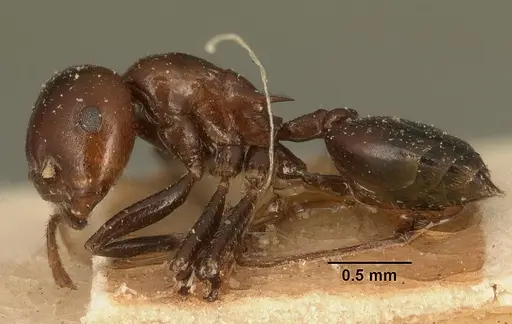 Crematogaster ranavalonae - CASENT0101165