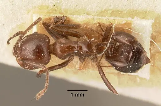 Crematogaster ranavalonae - CASENT0101166