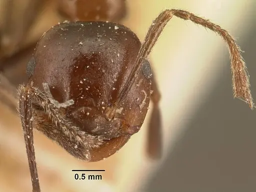 Crematogaster ranavalonae - CASENT0101166