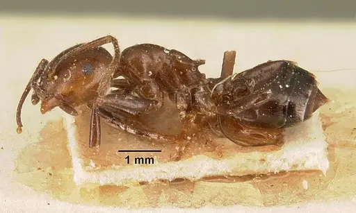 Crematogaster ranavalonae - CASENT0101166
