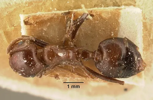 Crematogaster ranavalonae - CASENT0101167