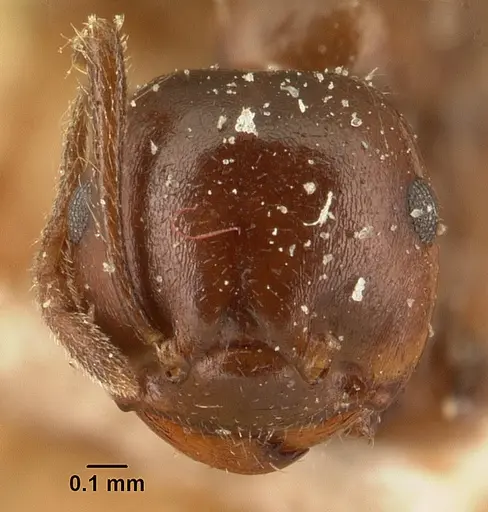 Crematogaster ranavalonae - CASENT0101167