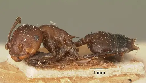 Crematogaster ranavalonae - CASENT0101167
