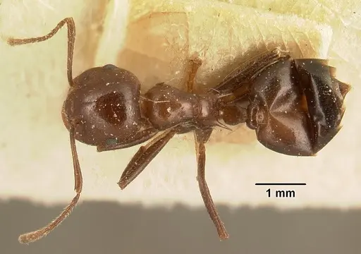 Crematogaster ranavalonae - CASENT0101168