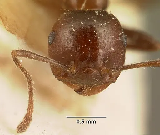 Crematogaster ranavalonae - CASENT0101168