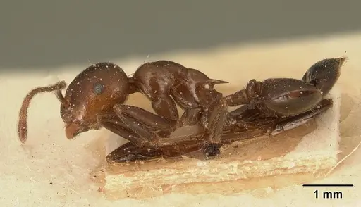 Crematogaster ranavalonae - CASENT0101168