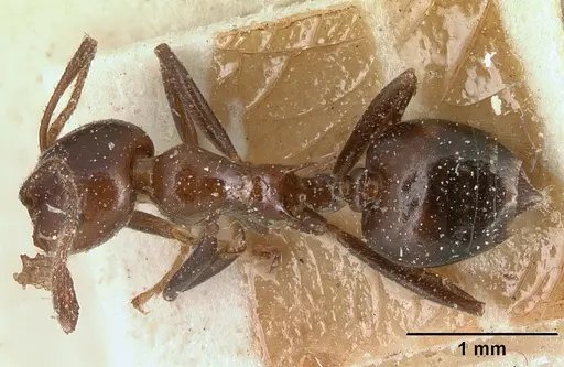 Crematogaster ranavalonae - CASENT0101169