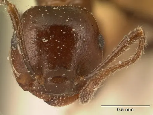 Crematogaster ranavalonae - CASENT0101169