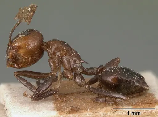 Crematogaster ranavalonae - CASENT0101169