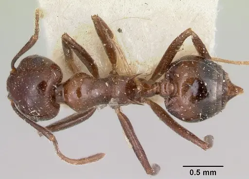 Crematogaster ranavalonae - CASENT0101562