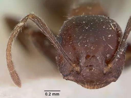 Crematogaster ranavalonae - CASENT0101562