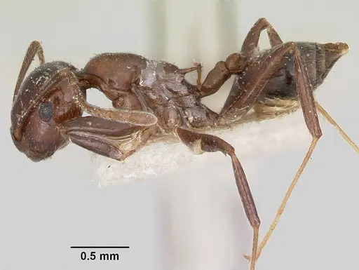 Crematogaster ranavalonae - CASENT0101562