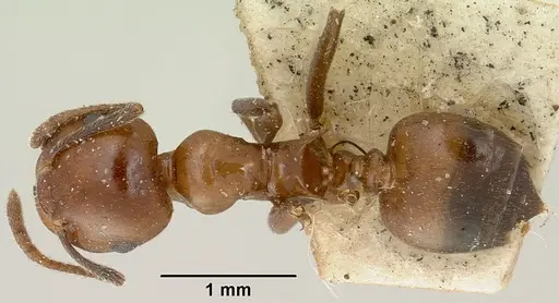Crematogaster ranavalonae - CASENT0101639