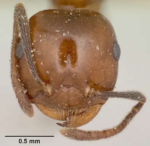 Crematogaster ranavalonae - CASENT0101639