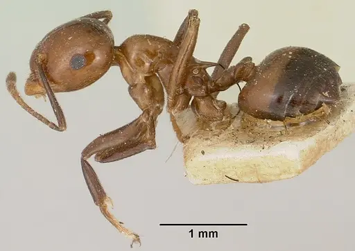 Crematogaster ranavalonae - CASENT0101639