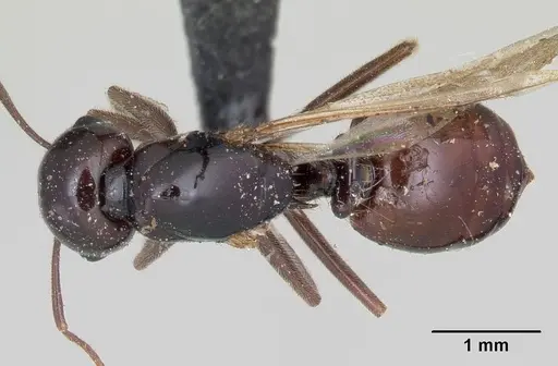Crematogaster ranavalonae - CASENT0101664