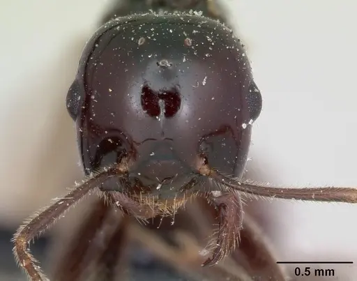 Crematogaster ranavalonae - CASENT0101664