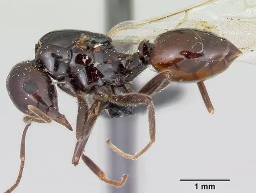 Crematogaster ranavalonae - CASENT0101664