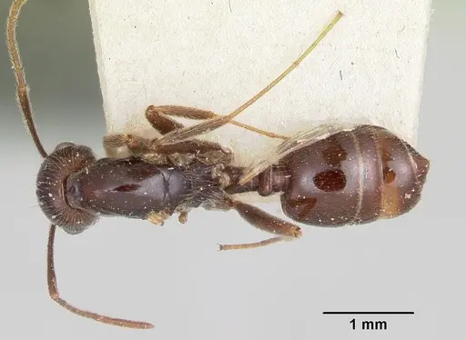 Crematogaster ranavalonae - CASENT0101734