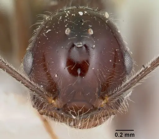 Crematogaster ranavalonae - CASENT0101734