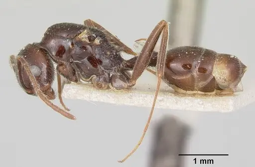Crematogaster ranavalonae - CASENT0101734