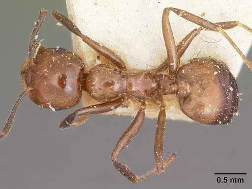 Crematogaster ranavalonae - CASENT0101742