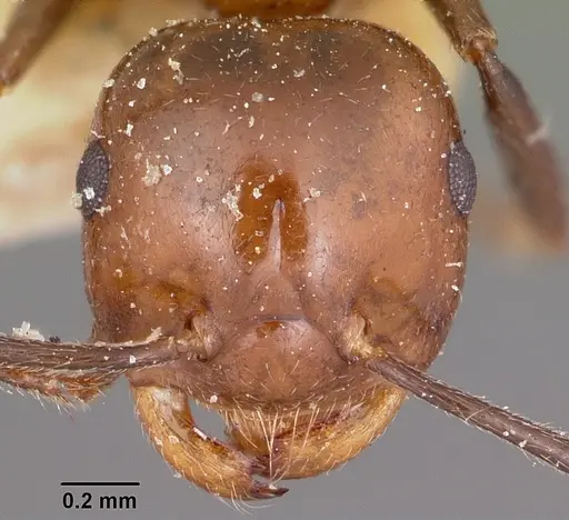 Crematogaster ranavalonae - CASENT0101742