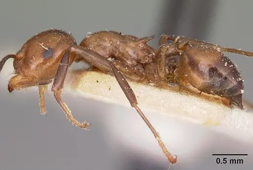 Crematogaster ranavalonae - CASENT0101742