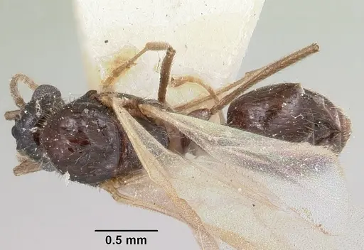 Crematogaster ranavalonae - CASENT0101753