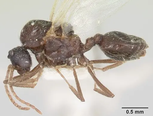Crematogaster ranavalonae - CASENT0101753