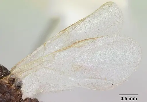 Crematogaster ranavalonae - CASENT0101753