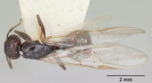 Crematogaster ranavalonae - CASENT0101754