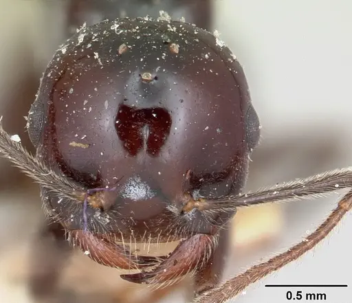 Crematogaster ranavalonae - CASENT0101754