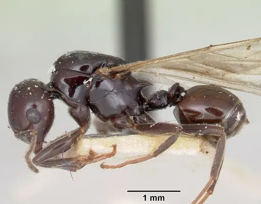 Crematogaster ranavalonae - CASENT0101754