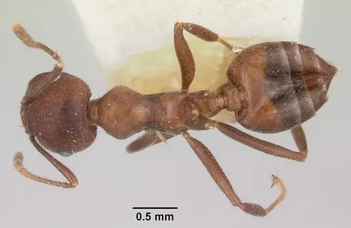Crematogaster ranavalonae - CASENT0101762