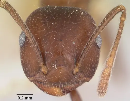Crematogaster ranavalonae - CASENT0101762