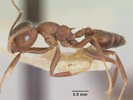 Crematogaster ranavalonae - CASENT0101762