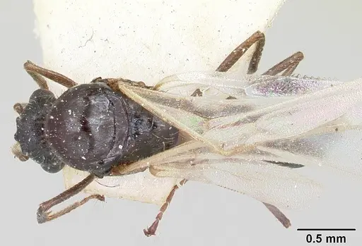 Crematogaster ranavalonae - CASENT0101764