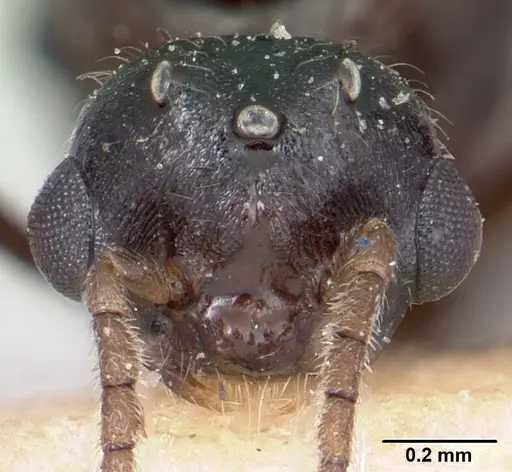 Crematogaster ranavalonae - CASENT0101764