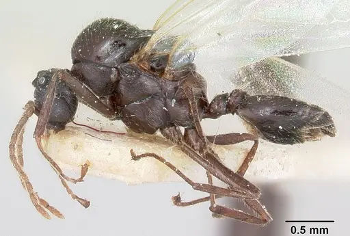 Crematogaster ranavalonae - CASENT0101764