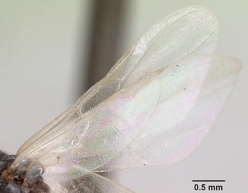 Crematogaster ranavalonae - CASENT0101764