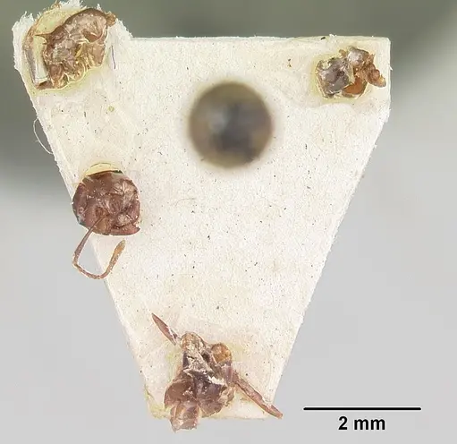 Crematogaster ranavalonae - CASENT0101771
