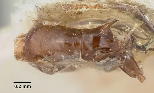 Crematogaster ranavalonae - CASENT0101771