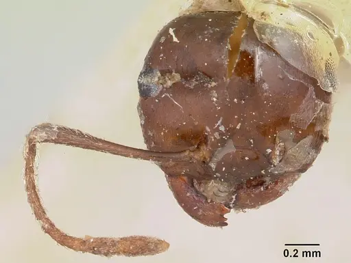 Crematogaster ranavalonae - CASENT0101771