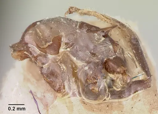 Crematogaster ranavalonae - CASENT0101771