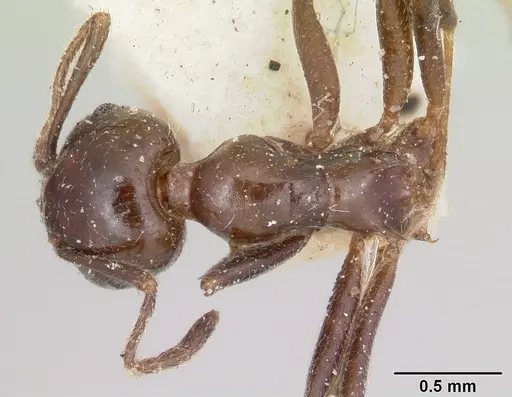 Crematogaster ranavalonae - CASENT0101824