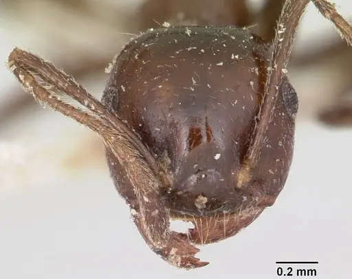 Crematogaster ranavalonae - CASENT0101824