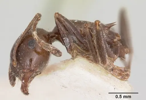 Crematogaster ranavalonae - CASENT0101824